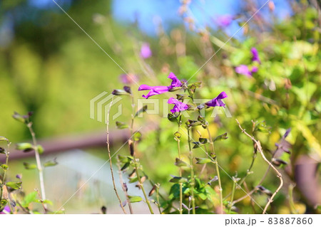 サルビアの花　グァラニティカ 83887860