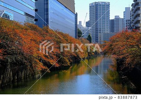 目黒川の紅葉（太鼓橋より望む） 83887873