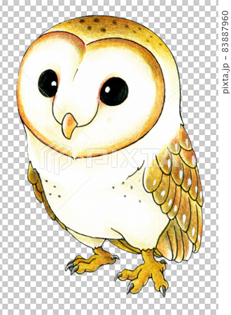 かわいいメンフクロウの色鉛筆画イラストのイラスト素材
