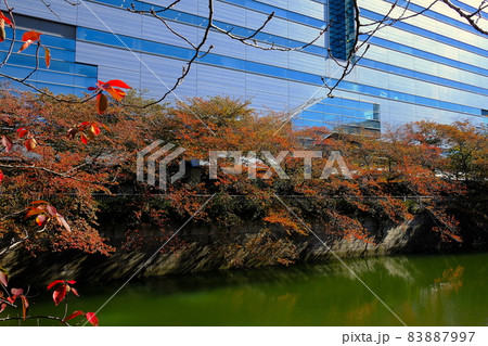 目黒川の紅葉(アルコタワー前) 目黒川の紅葉(アルコタワー前) 83887997