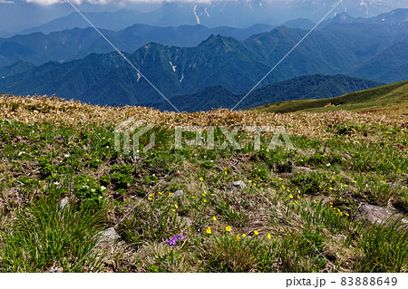 谷川連峰・平標山稜線の高山植物と土樽方面の山並み 谷川連峰・平標山稜線の高山植物と土樽方面の山並み 83888649