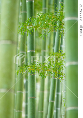 竹と笹 83888737