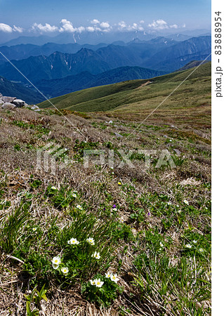 谷川連峰・平標山稜線の高山植物と土樽方面の山並み 谷川連峰・平標山稜線の高山植物と土樽方面の山並み 83888954