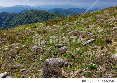 高山植物咲く谷川連峰・平標山稜線から見る新緑の大源太山 高山植物咲く谷川連峰・平標山稜線から見る新緑の大源太山 83888956