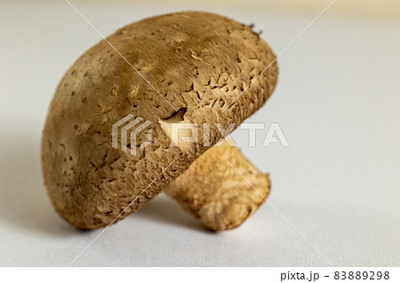 白バックのしいたけ 単品 白バックのしいたけ 単品 83889298