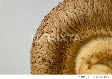 白バックのしいたけ　単品 83889305