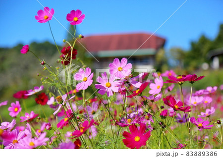コスモスの花 コスモスの花 83889386