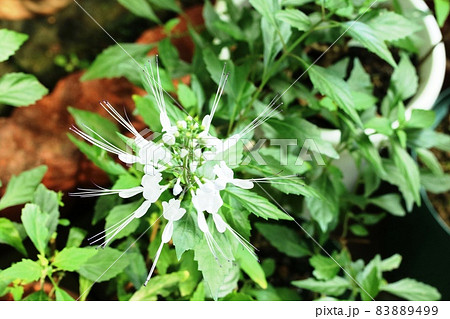 白い蕊が長いクミスクチン(猫の髭)の花 白い蕊が長いクミスクチン(猫の髭)の花 83889499