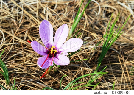 秋が深まると咲き始めるサフラン（咱夫藍）の花 83889500