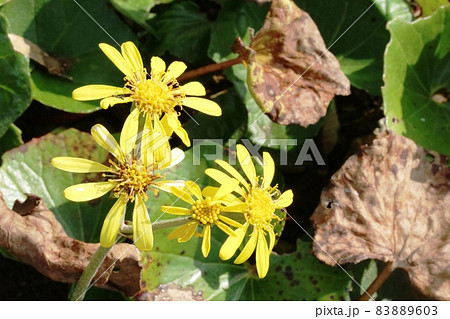 晩秋に咲くツワブキ（石蕗） 83889603