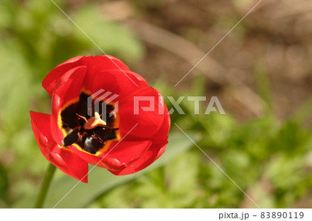 Red tulip with black core and yellow pistil on a blurry background. Place for text. High quality photo 83890119