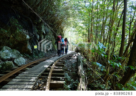 屋久島の日の差すトロッコ道を歩く 屋久島の日の差すトロッコ道を歩く 83890263