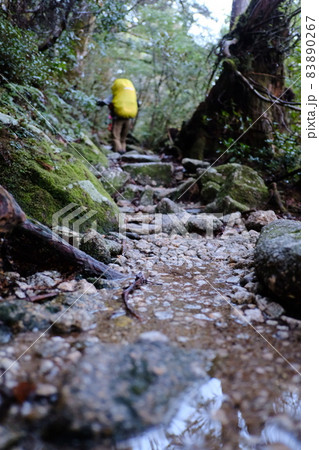 登山道の水たまり 83890267