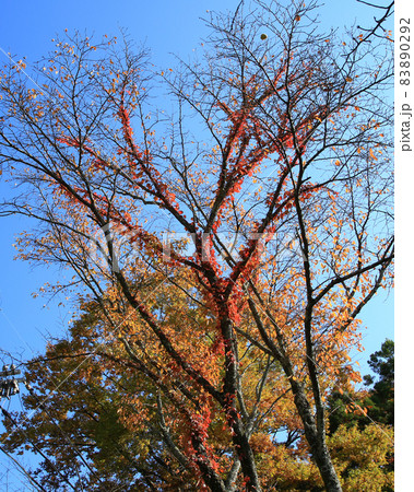 吉野山　紅葉 83890292