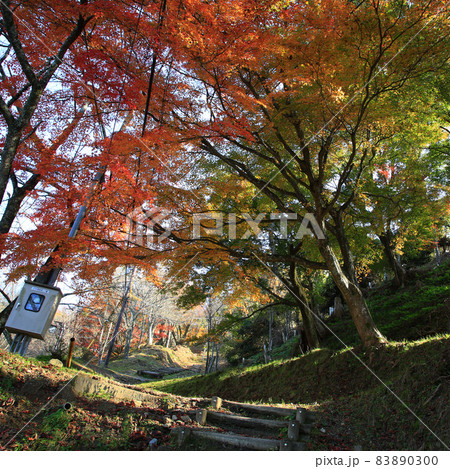 吉野山　紅葉 83890300