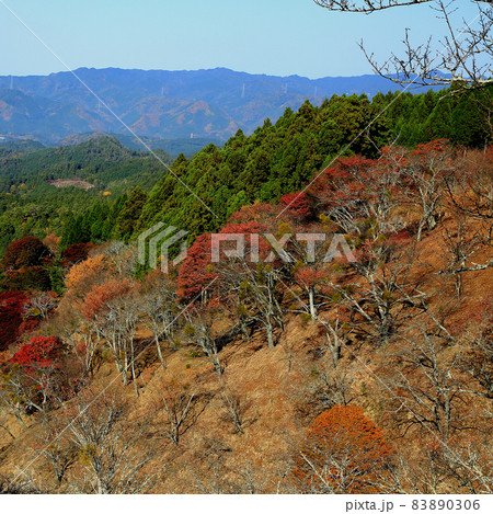 吉野山　紅葉 83890306