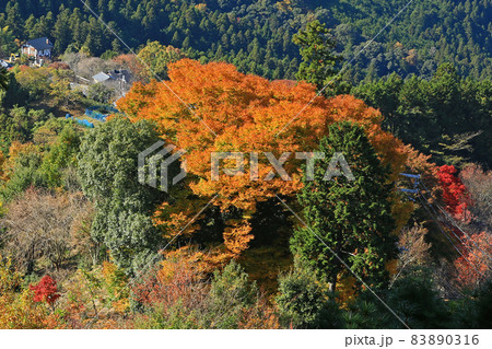 吉野山 紅葉 吉野山 紅葉 83890316