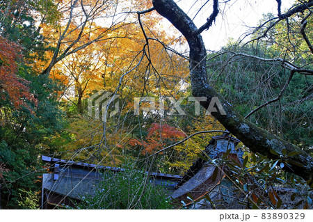 吉野山　紅葉 83890329