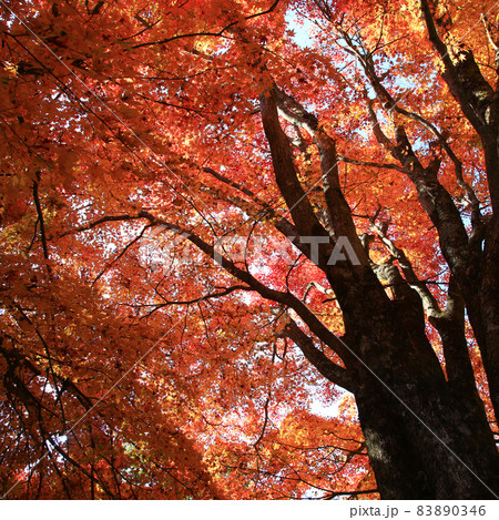 吉野山 紅葉 吉野山 紅葉 83890346