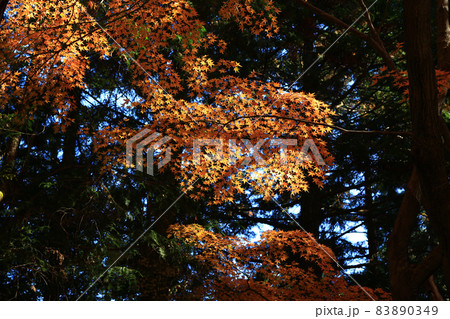 吉野山 紅葉 吉野山 紅葉 83890349