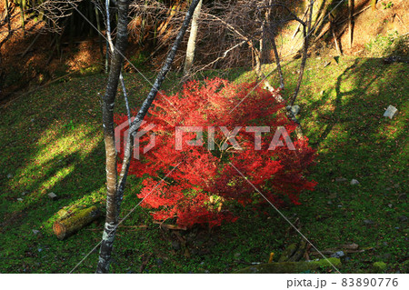 吉野山　紅葉 83890776