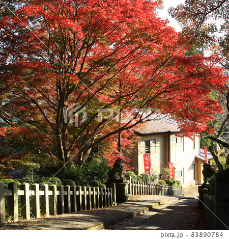 吉野山 紅葉 吉野山 紅葉 83890784