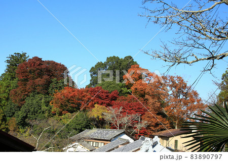吉野山　紅葉 83890797