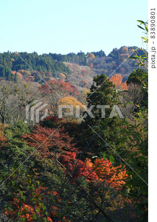 吉野山 紅葉 吉野山 紅葉 83890801