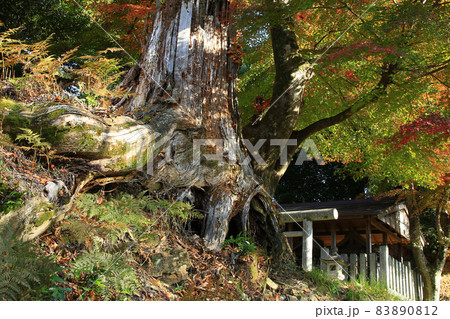 吉野山 紅葉 吉野山 紅葉 83890812