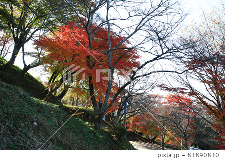 吉野山　紅葉 83890830