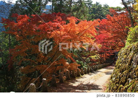 吉野山 紅葉 吉野山 紅葉 83890850
