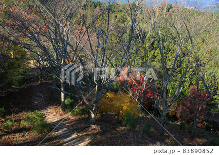 吉野山 紅葉 吉野山 紅葉 83890852