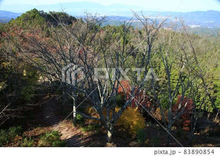 吉野山　紅葉 83890854