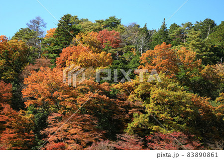 吉野山　紅葉 83890861