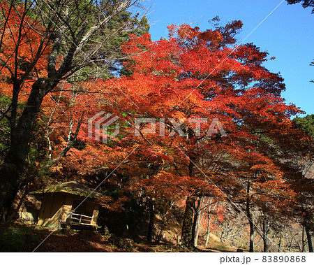 吉野山　紅葉 83890868