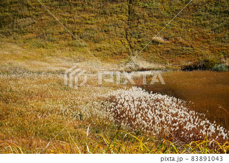 曽爾高原　すすき 83891043