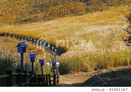 曽爾高原 すすき 曽爾高原 すすき 83891167