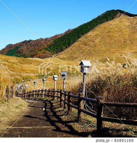 曽爾高原　すすき 83891169