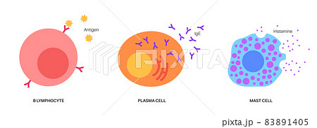 Lymphocyte basophil and mast cell 83891405