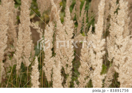 Wild Grass - Nature Background of fine detail - Growth of the land. High quality photo 83891756