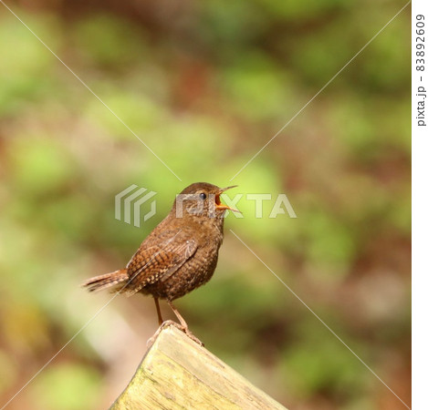 ミソサザイ　渓流の野鳥　茶色で小さい鳥　大きな声でさえずる 83892609