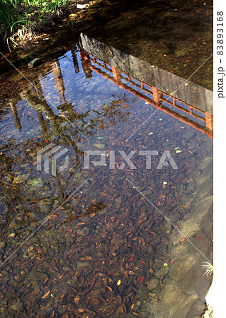 四季の散歩　秋　城崎温泉 83893168