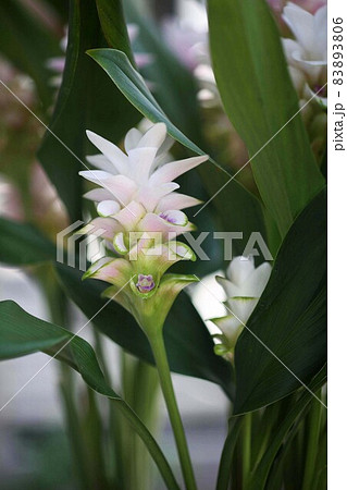 観葉植物 花苞の美しいグズマニア の写真素材 3806