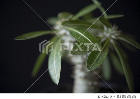 パキポディウム・デンシフローラム 83893938