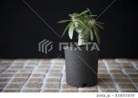 パキポディウム・デンシフローラム 83893939