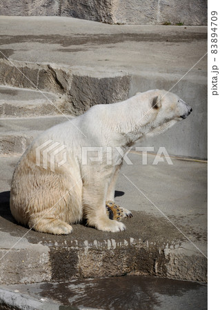 シロクマ シロクマ 83894709