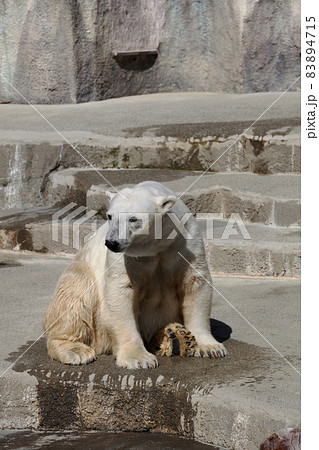 シロクマ シロクマ 83894715