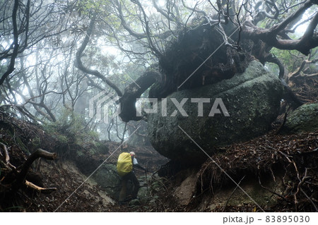山の中にある、大きすぎる盆栽のような岩 山の中にある、大きすぎる盆栽のような岩 83895030