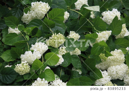 Background of Green and white hydrangea. High quality photo Background of Green and white hydrangea. High quality photo 83895233