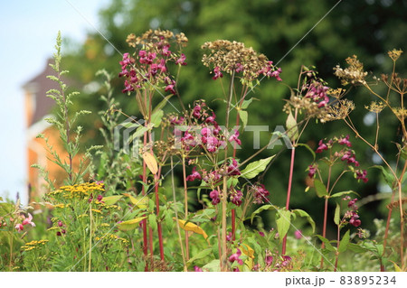 Haggard flowers In the nature of tropical forests. High quality photo Haggard flowers In the nature of tropical forests. High quality photo 83895234